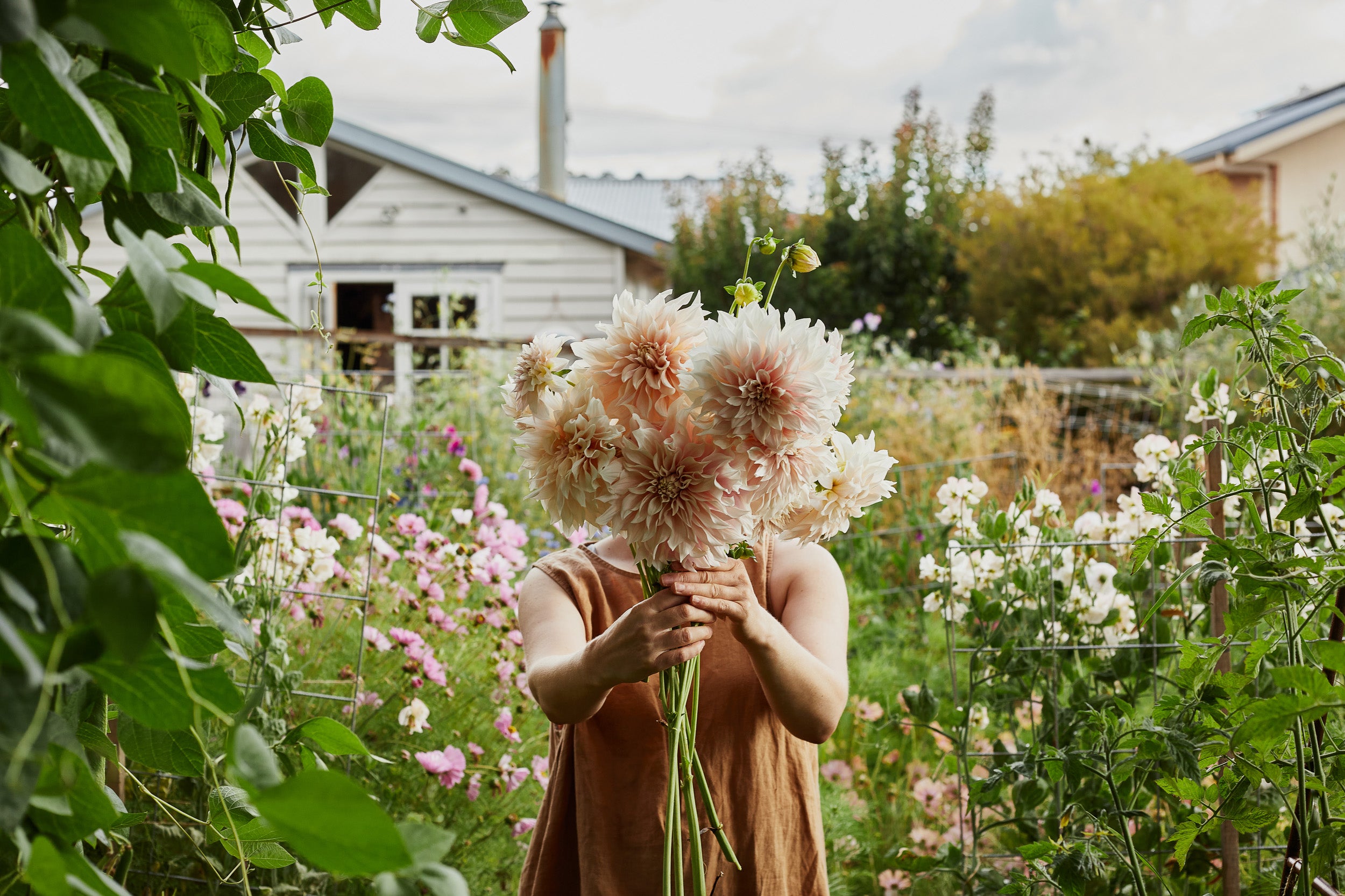 china doll plant China Doll Plant  Bloomspace