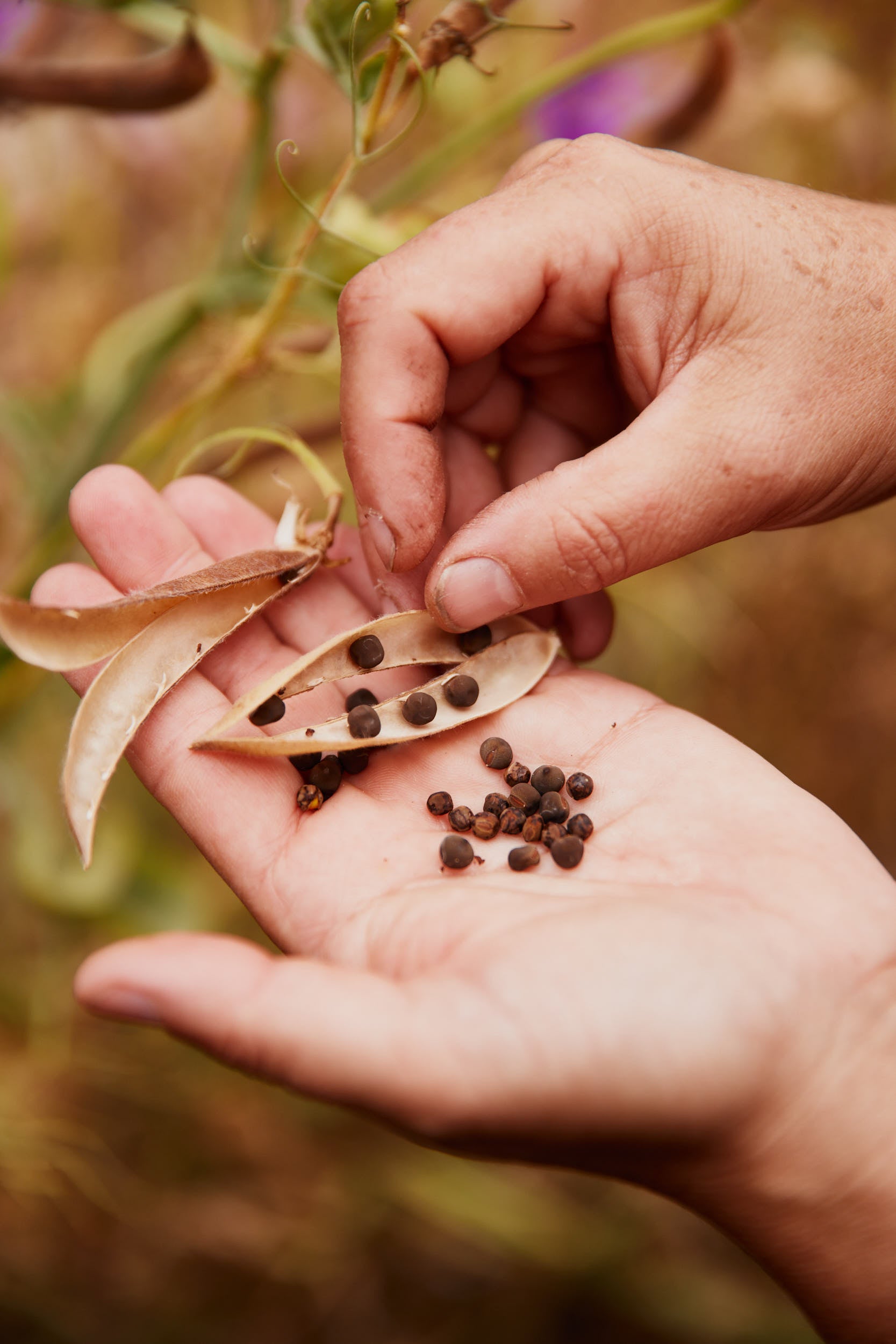 What's the Difference? Open-Pollinated, Heirloom & Hybrid Seeds