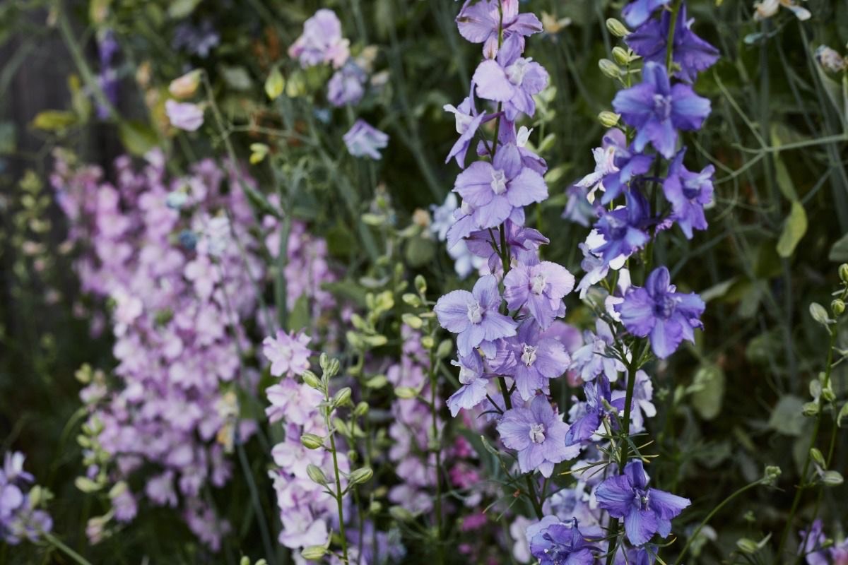 How To Grow Larkspur Flowers From Seed  Veggie & Flower Garden Seeds