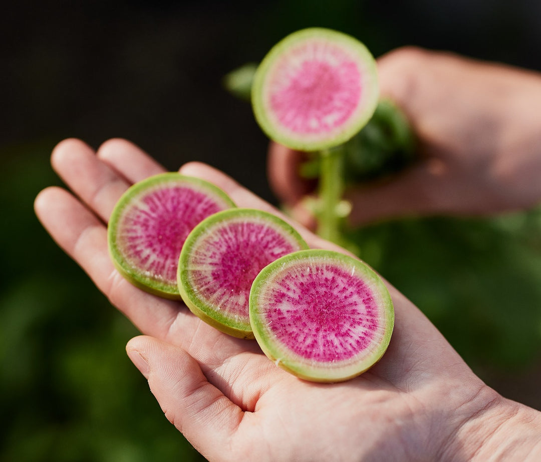 Vegetable Seeds