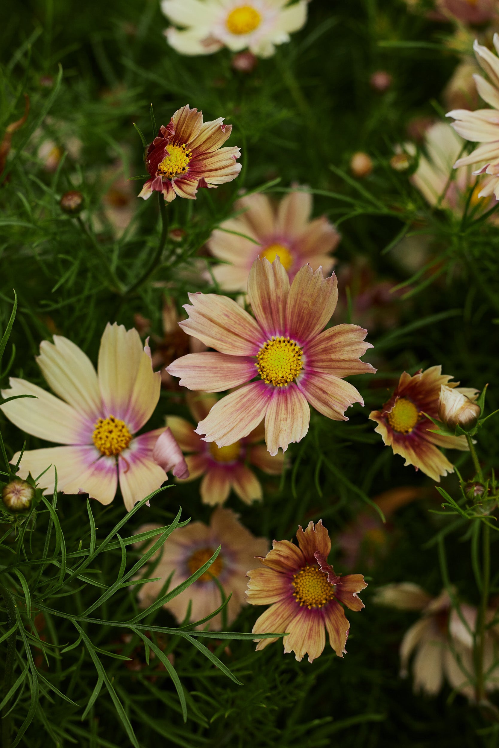 Summer Flower Seeds Veggie & Flower Garden Seeds