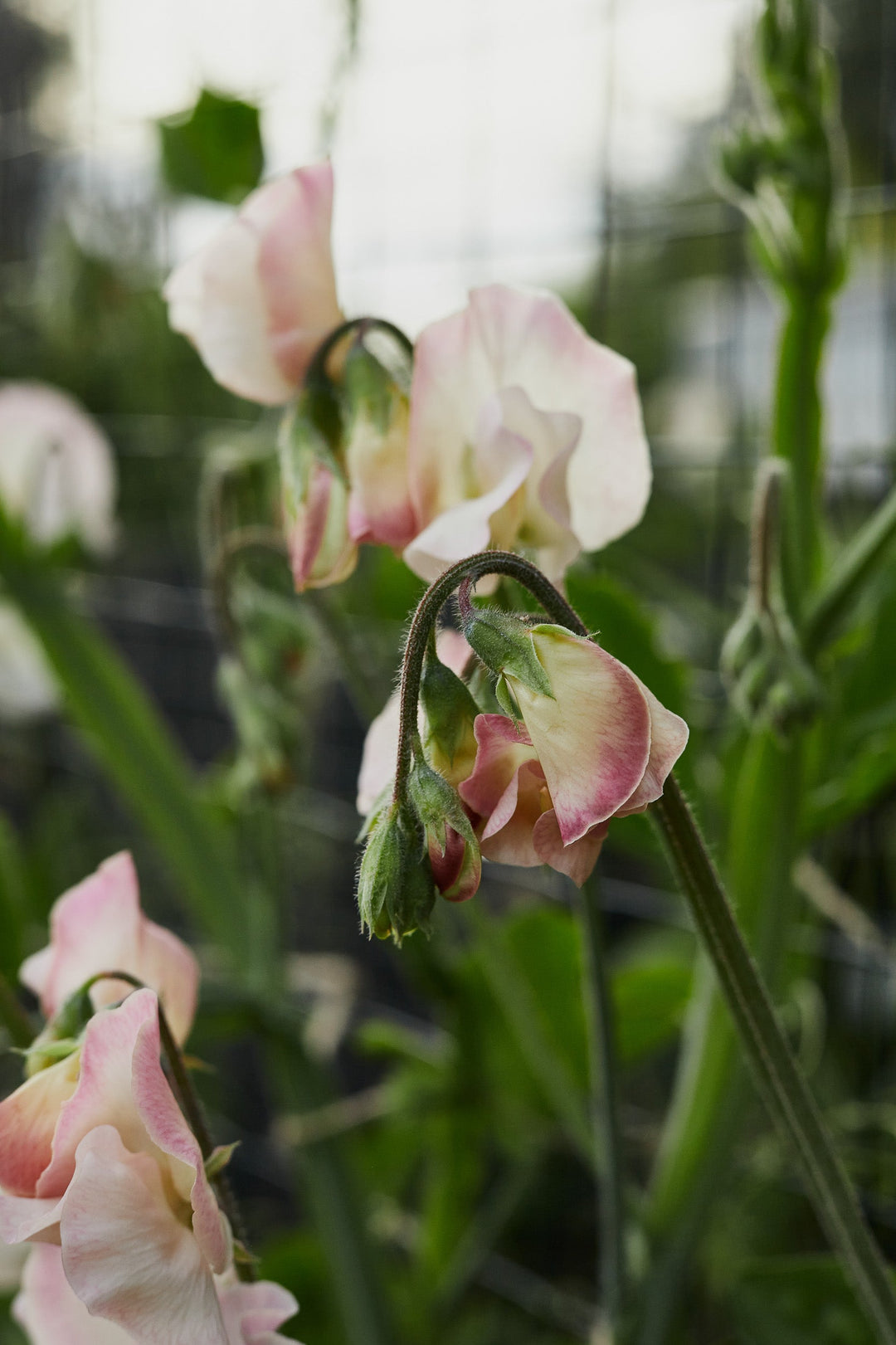 New Flower Seeds 2025