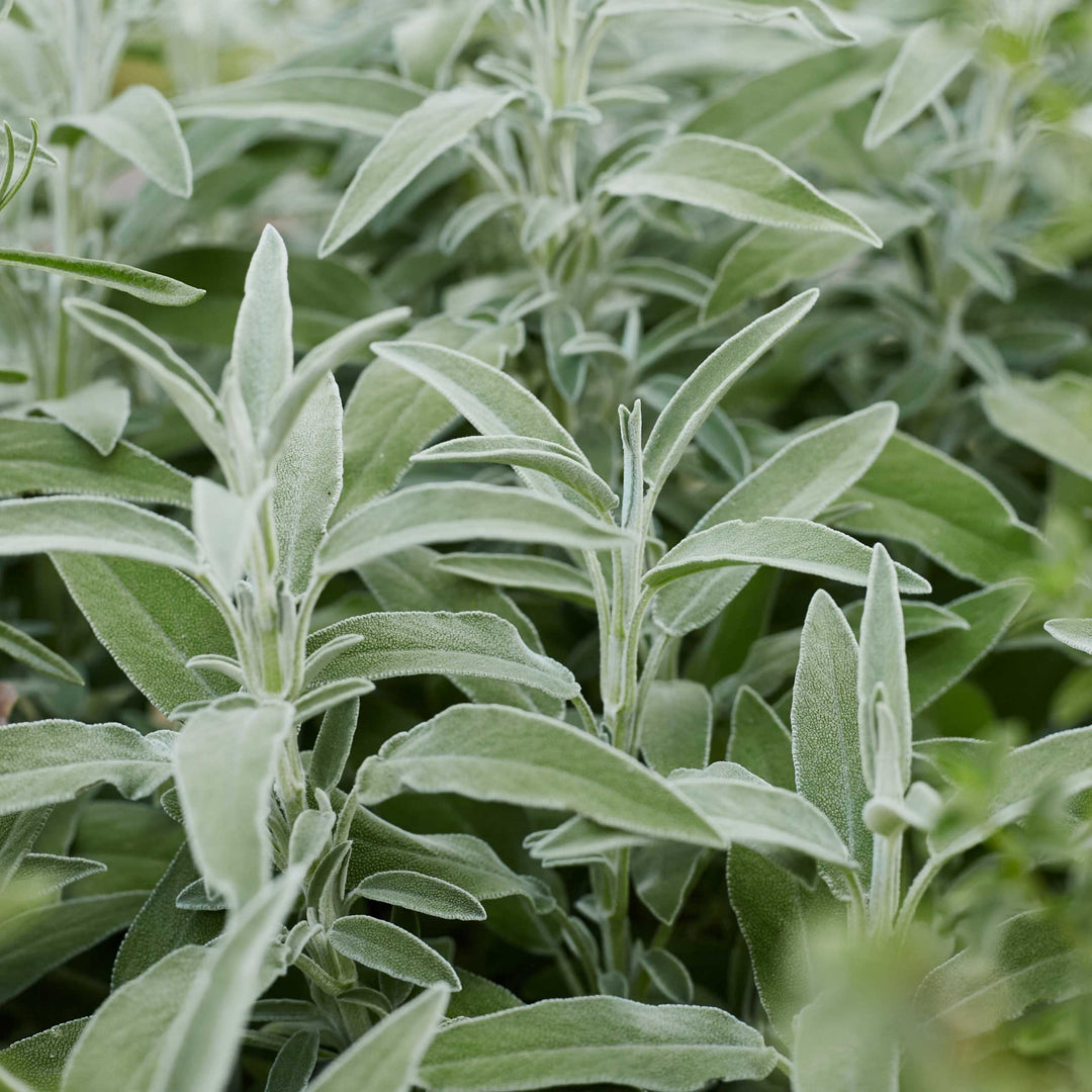 Herb Seeds