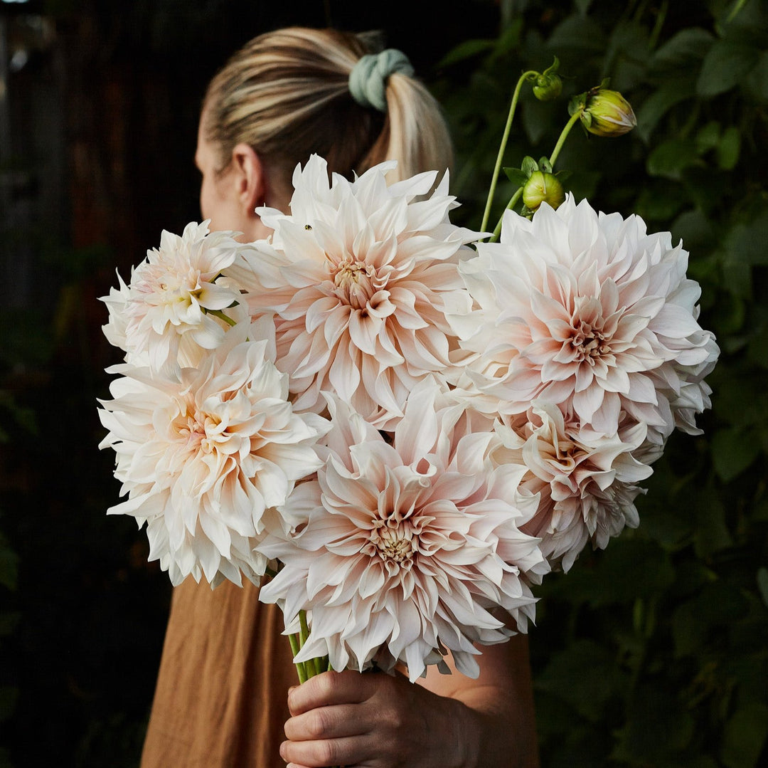 Dahlia Tubers