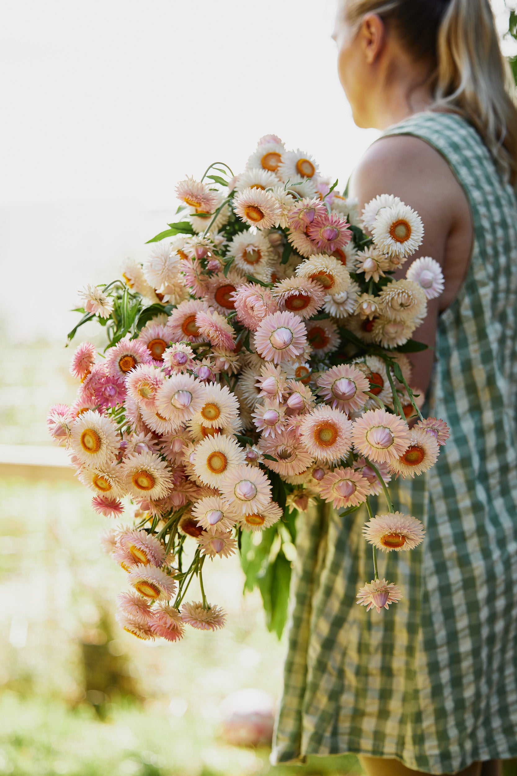 Copper Red - Strawflower Seed