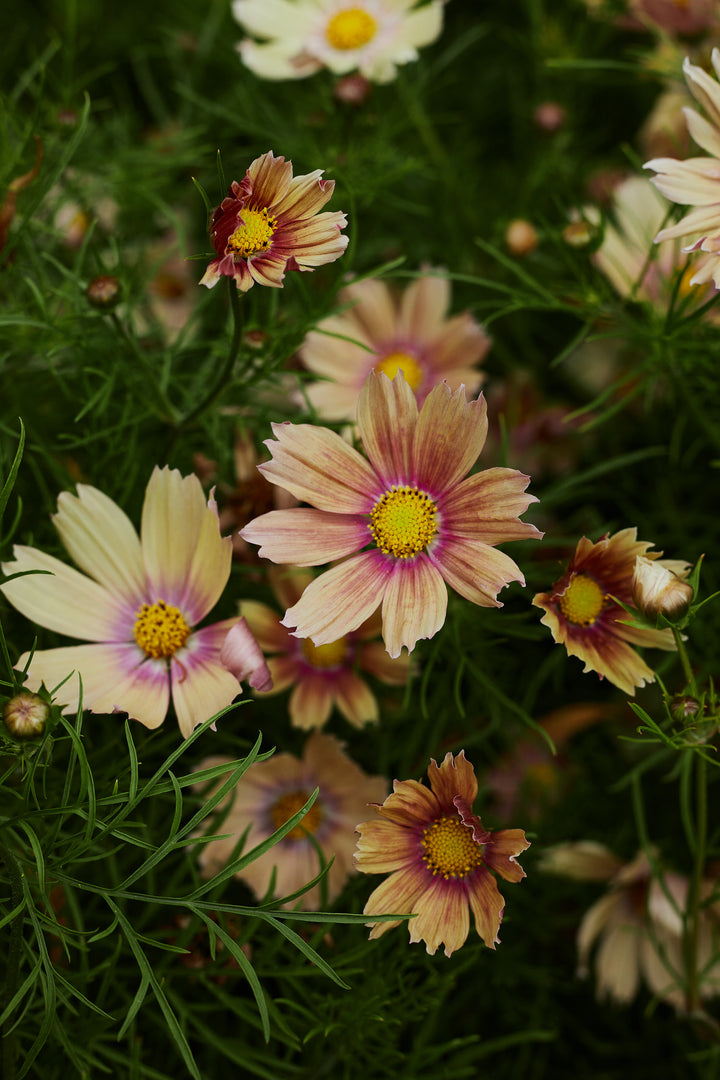 Cosmos Apricot Lemonade Flower | X 30 Seeds