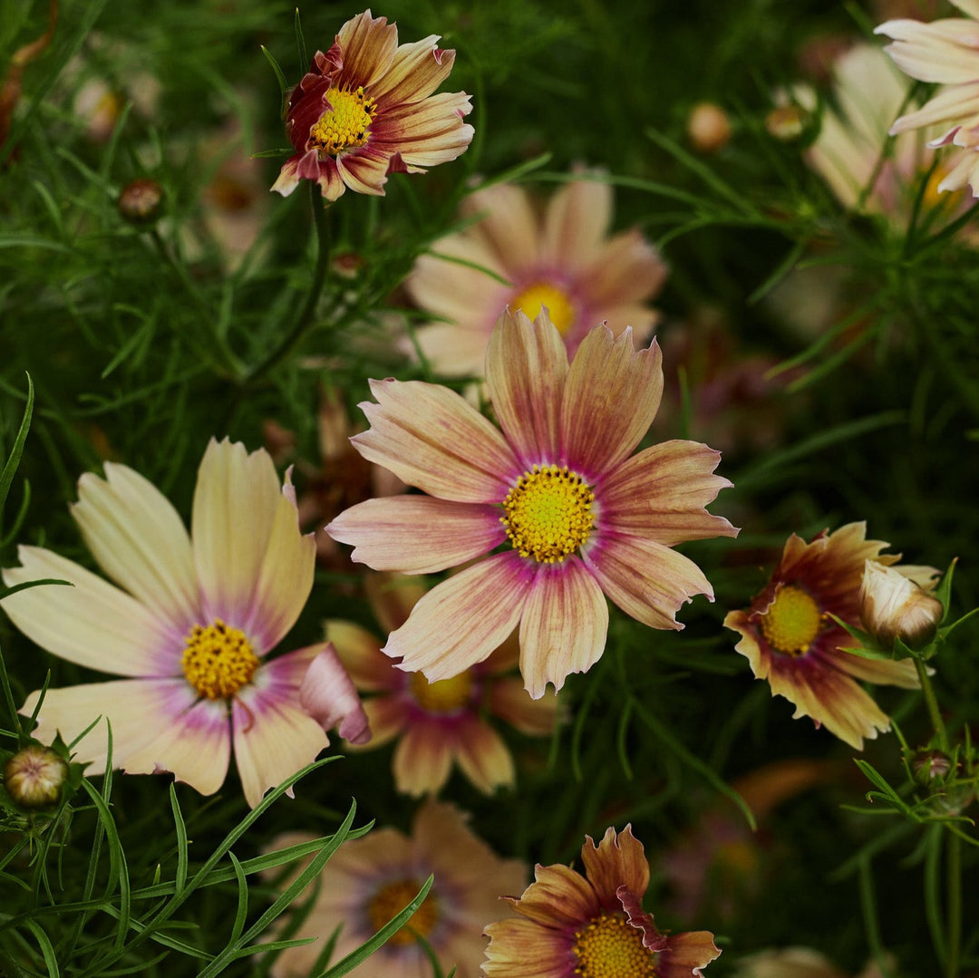 Cosmos Apricot Lemonade Flower | X 30 Seeds