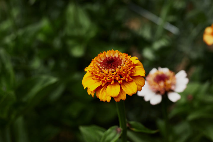 Zinnia Scabiosa Double Mixed Flower | X 50 Seeds