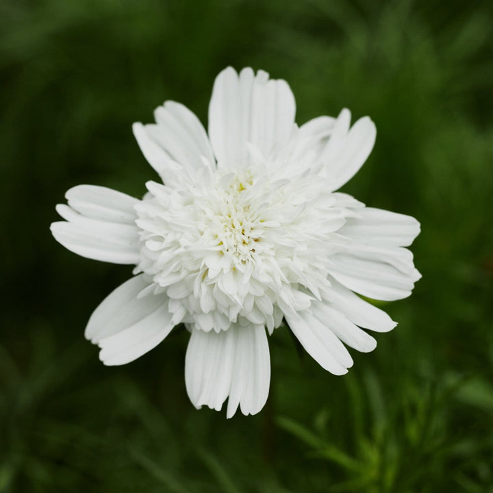 Cosmos Popsocks White Flower | X 30 Seeds