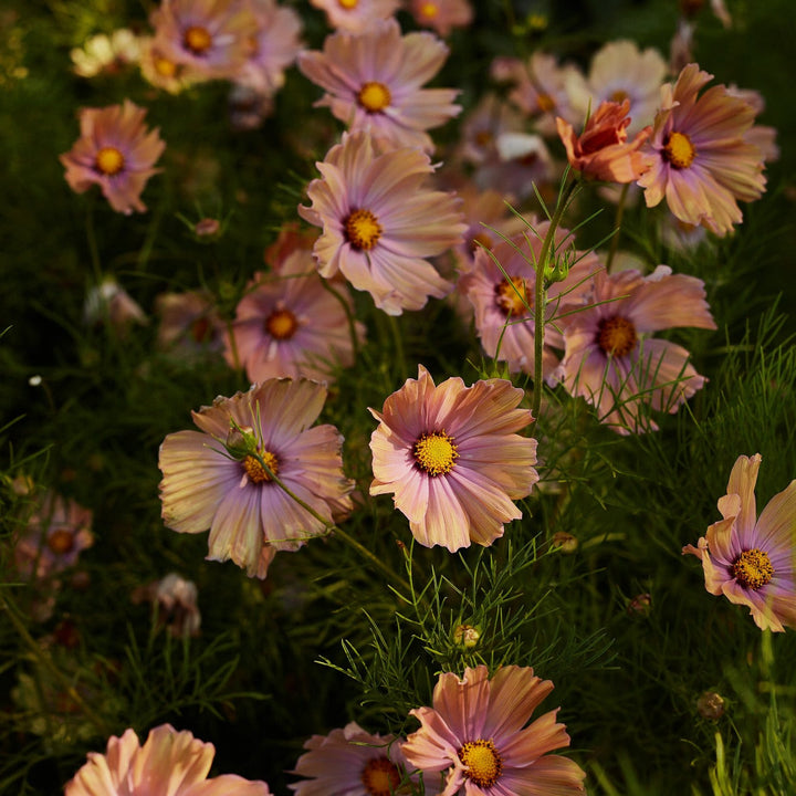 Cosmos Apricotta Flower | X 30 Seeds