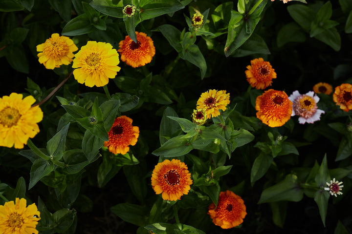 Zinnia Scabiosa Double Mixed Flower | X 50 Seeds