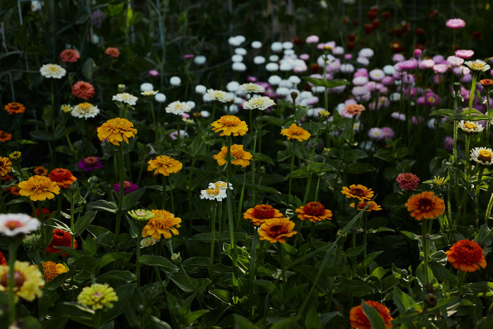 Zinnia Scabiosa Double Mixed Flower | X 50 Seeds