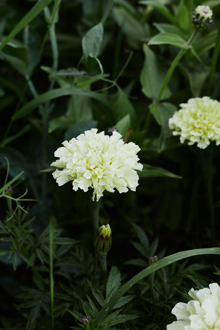 Marigold African Kilimanjaro Vanilla Flower | X 20 Seeds