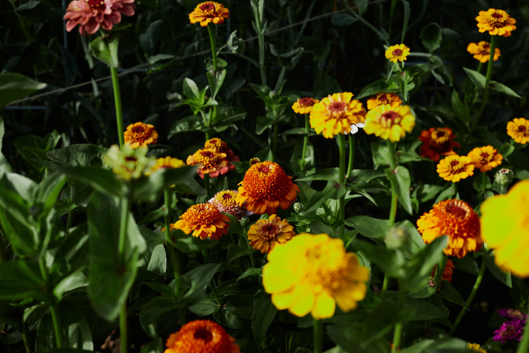 Zinnia Scabiosa Double Mixed Flower | X 50 Seeds