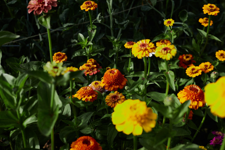 Zinnia Scabiosa Double Mixed Flower | X 50 Seeds