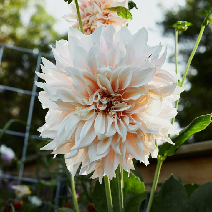 Dahlia Cafe au Lait Decorative Tuber (NOT TO WA)