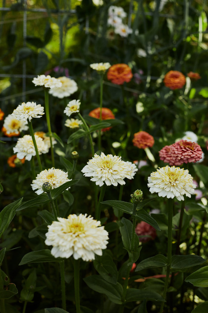 Zinnia Elegans Cresto Cream Flower | X 30 Seeds