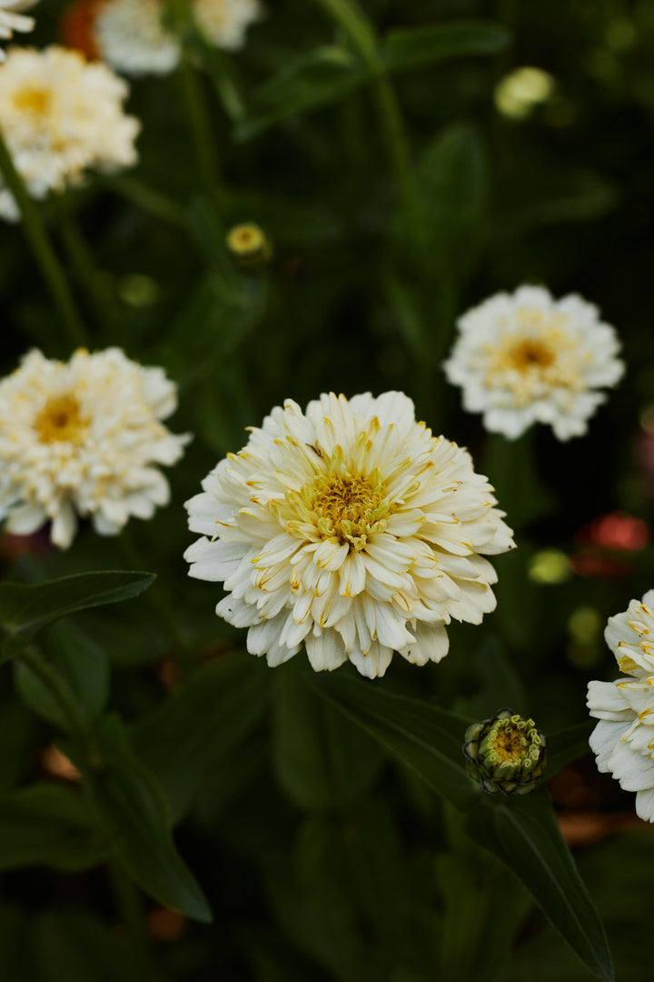 Zinnia Elegans Cresto Cream Flower | X 30 Seeds