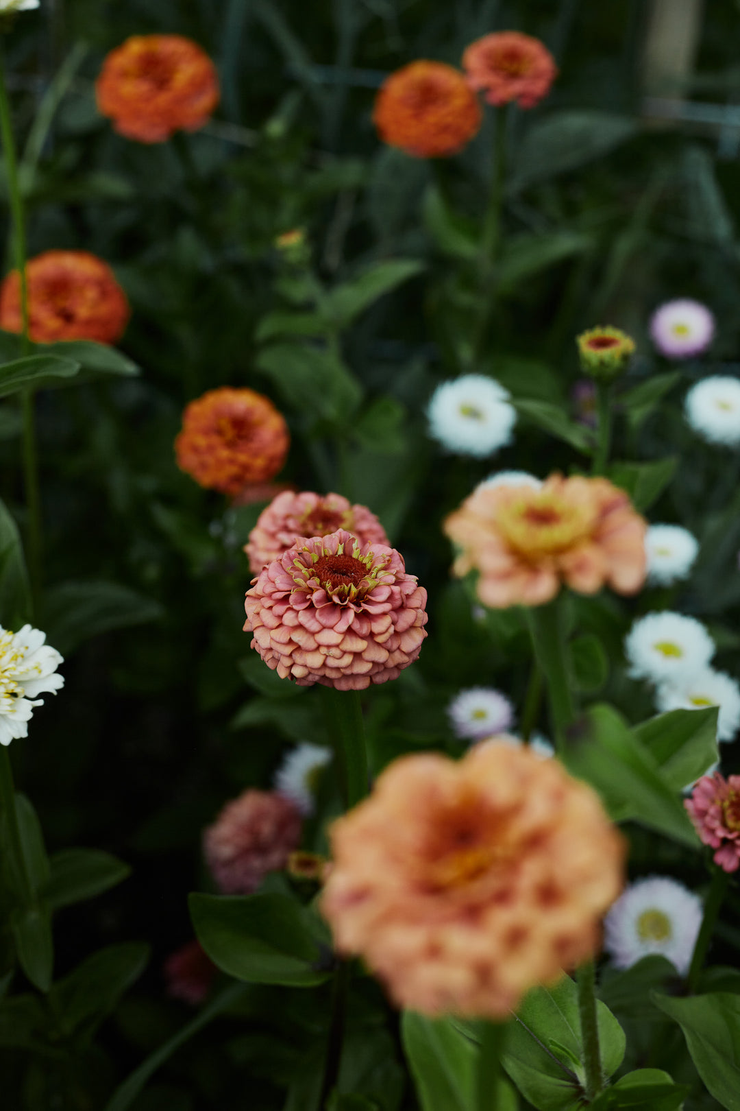 Zinnia Oklahoma Salmon Flower | X 50 Seeds