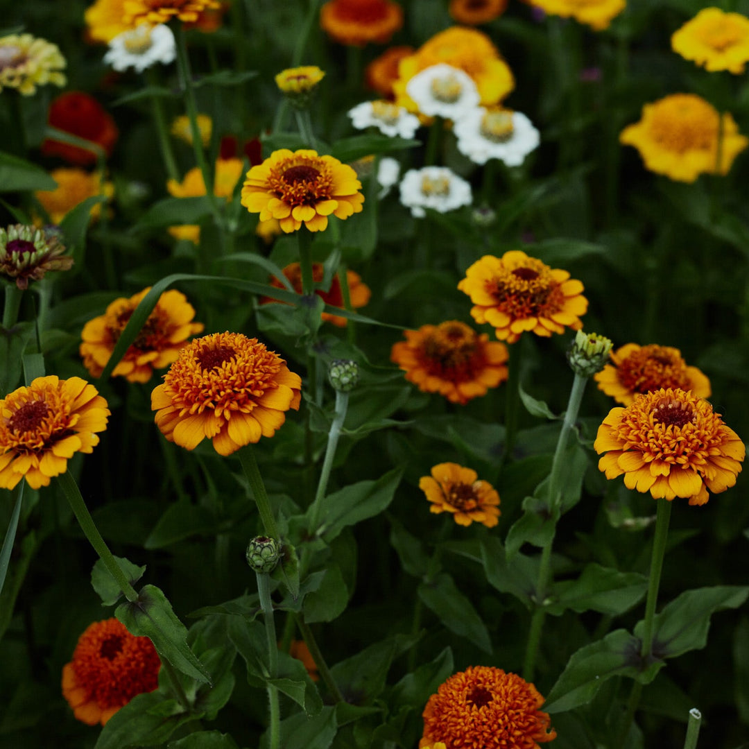 Zinnia Scabiosa Double Mixed Flower | X 50 Seeds