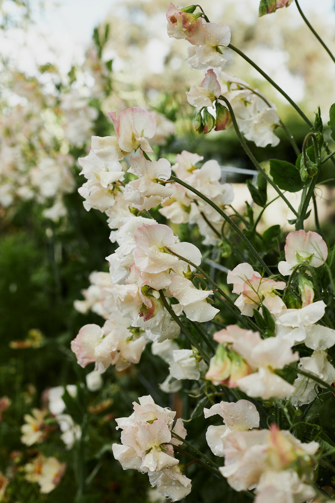 Sweet Pea Piggy Sue Flower | X 10 Seeds - AVAILABLE 2026