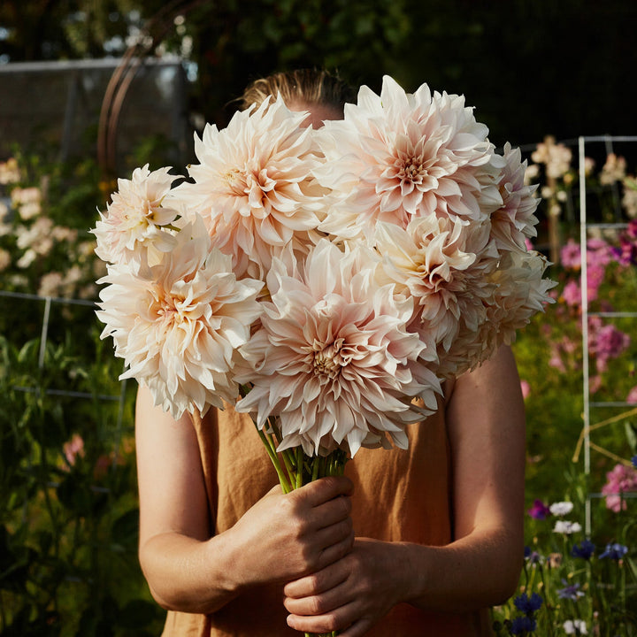Dahlia Cafe au Lait Decorative Tuber (NOT TO WA)