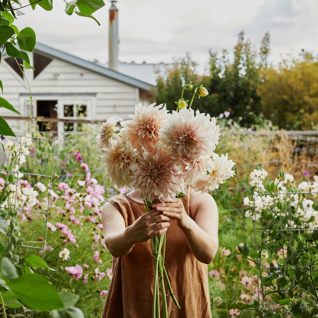 Dahlia Cafe au Lait Decorative Tuber (NOT TO WA)