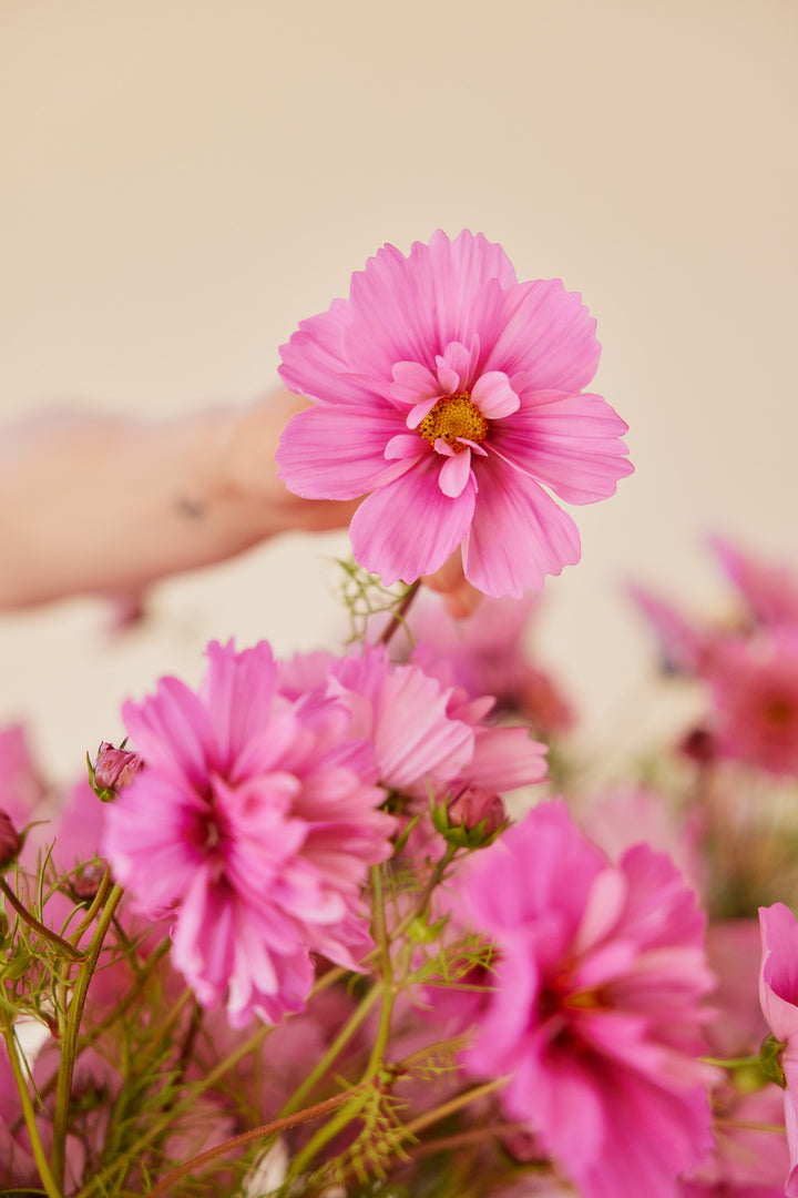 Cosmos Fizzy Rose Flower | X 50 Seeds