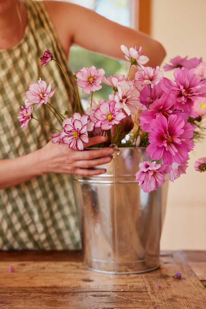 Cosmos Fizzy Picotee Flower | X 50 Seeds