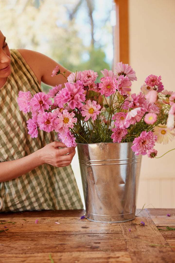 Cosmos Double Dutch Rose Bon Bon Flower | X 30 Seeds