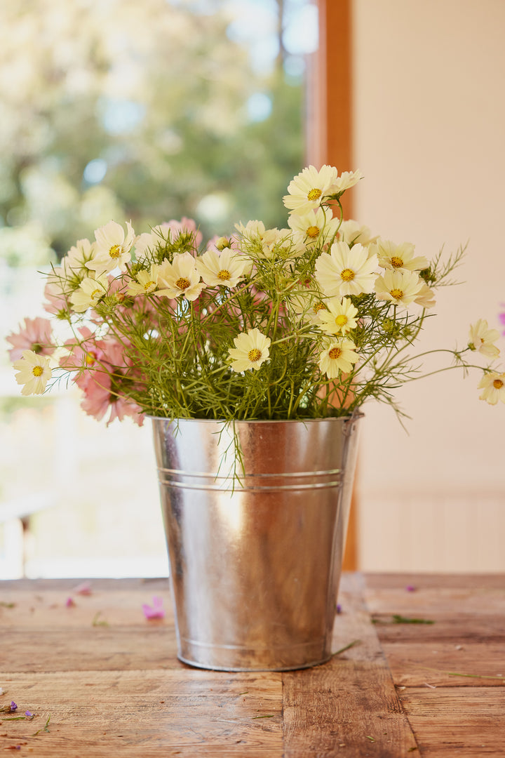 Cosmos Kiiro Flower | X 50 Seeds