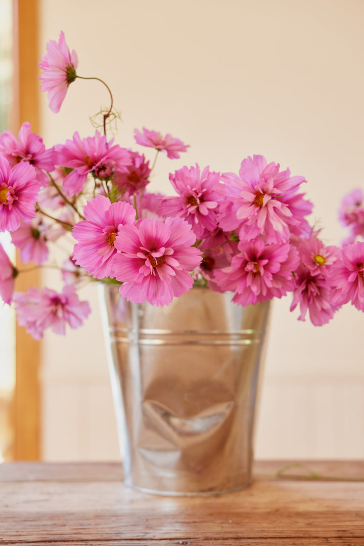Cosmos Fizzy Rose Flower | X 50 Seeds