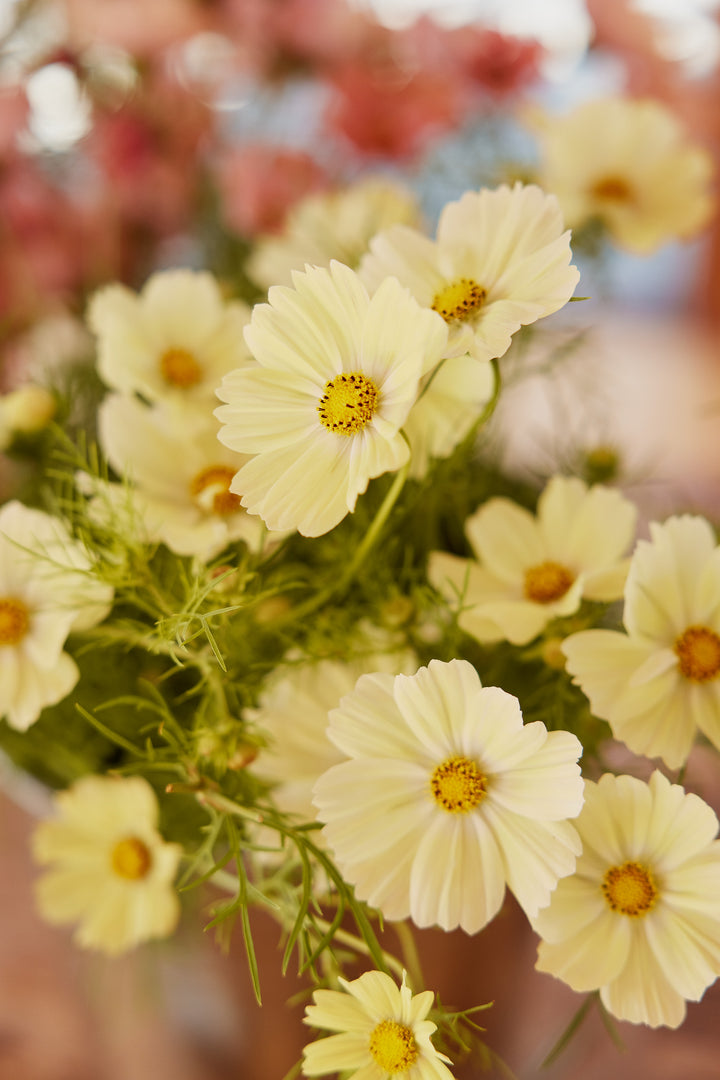 Cosmos Kiiro Flower | X 50 Seeds