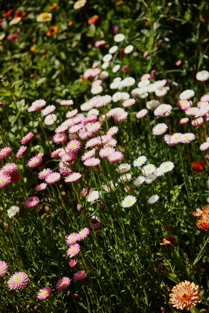 Everlasting Strawflower Pink + White Mix Rhodanthe chlorocephala | X 100 Seeds