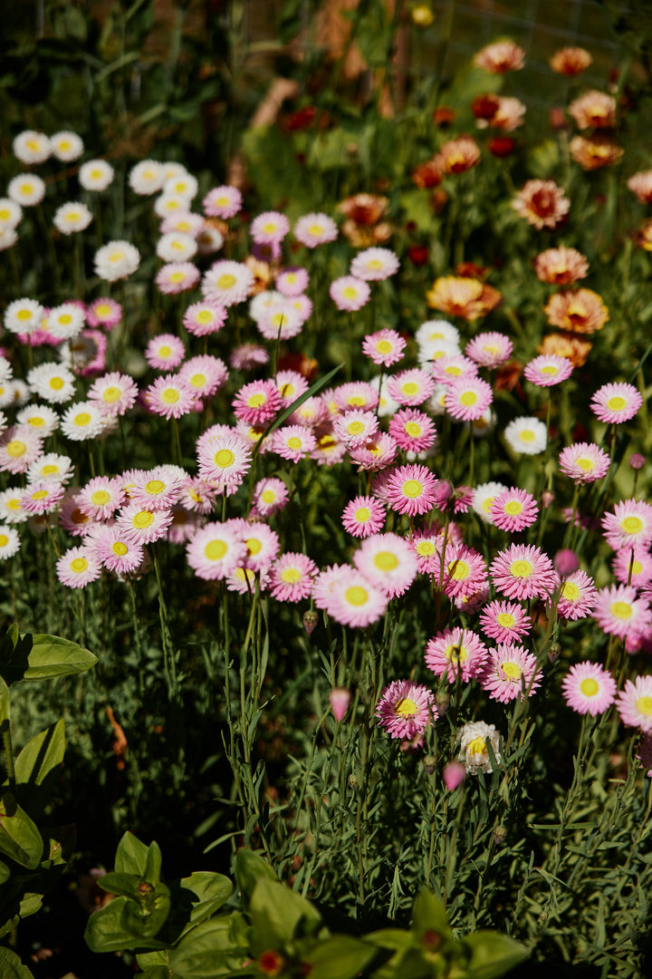 Everlasting Strawflower Pink + White Mix Rhodanthe chlorocephala | X 100 Seeds