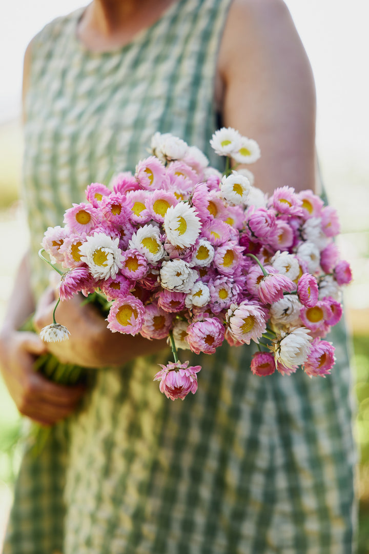 Everlasting Strawflower Pink + White Mix Rhodanthe chlorocephala | X 100 Seeds