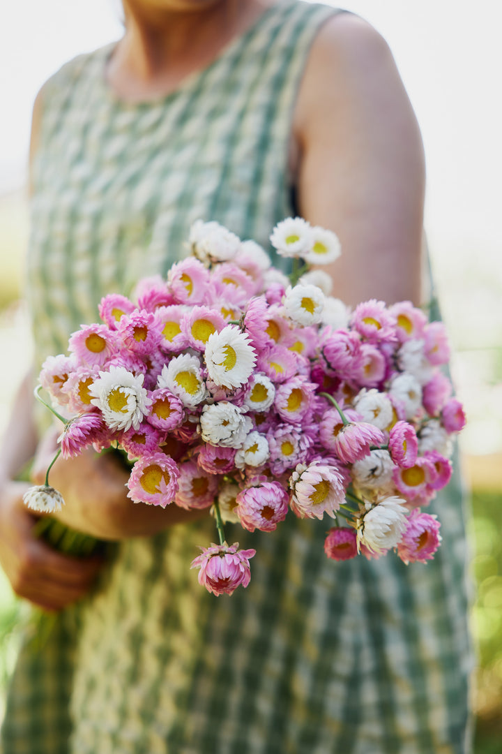 Everlasting Strawflower Pink + White Mix Rhodanthe chlorocephala | X 100 Seeds