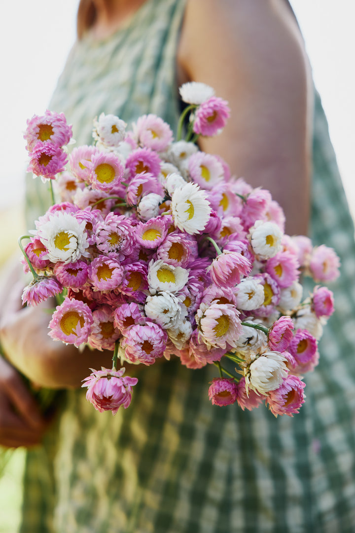 Everlasting Strawflower Pink + White Mix Rhodanthe chlorocephala | X 100 Seeds