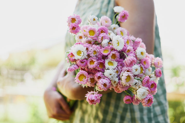 Everlasting Strawflower Pink + White Mix Rhodanthe chlorocephala | X 100 Seeds