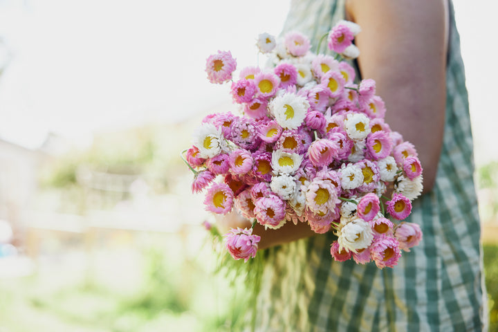 Everlasting Strawflower Pink + White Mix Rhodanthe chlorocephala | X 100 Seeds