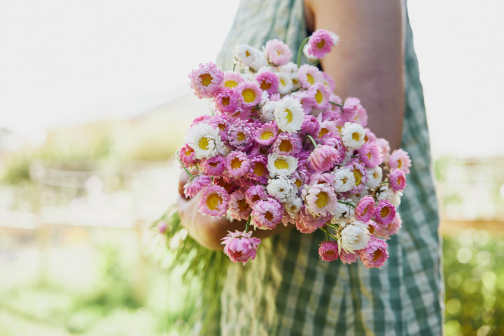 Everlasting Strawflower Pink + White Mix Rhodanthe chlorocephala | X 100 Seeds