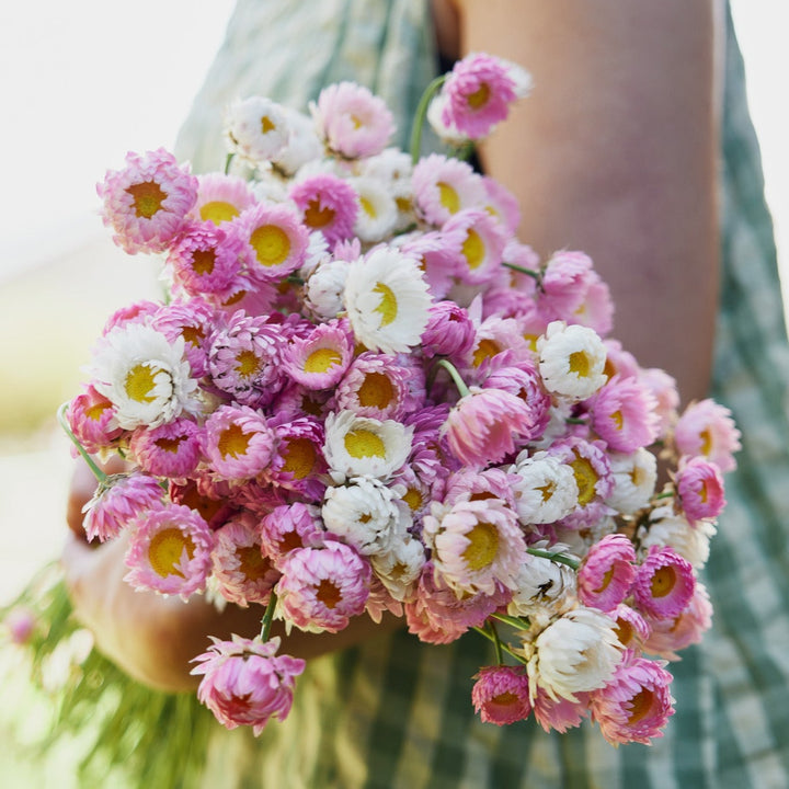 Everlasting Strawflower Pink + White Mix Rhodanthe chlorocephala | X 100 Seeds