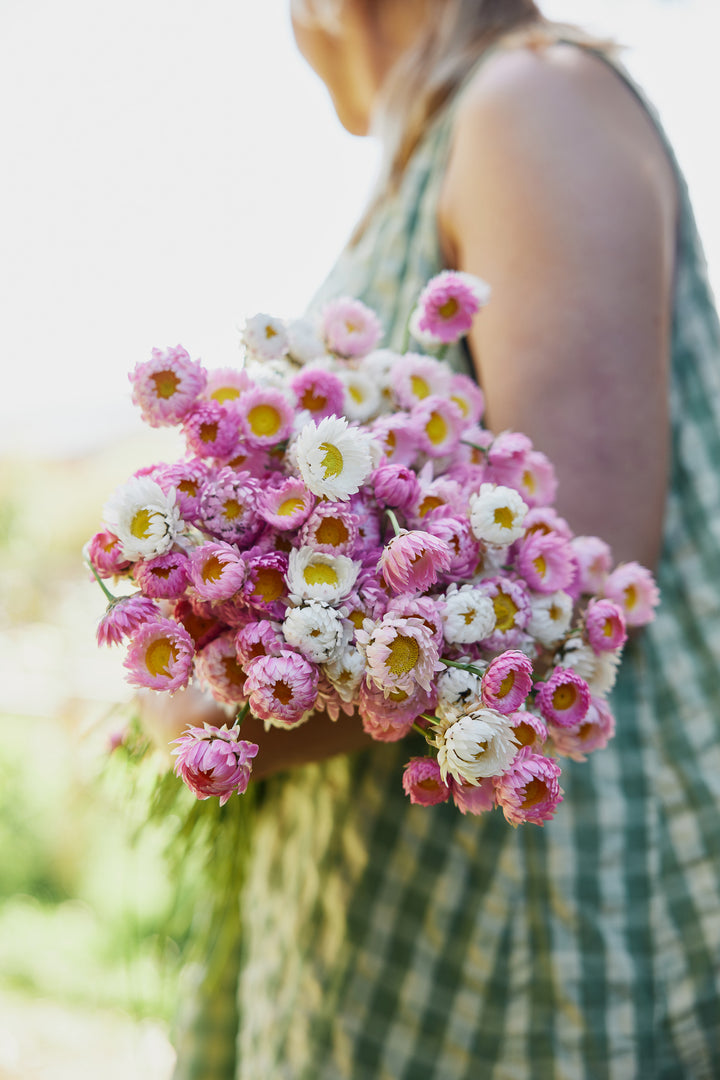 Everlasting Strawflower Pink + White Mix Rhodanthe chlorocephala | X 100 Seeds