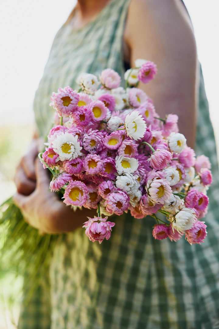 Everlasting Strawflower Pink + White Mix Rhodanthe chlorocephala | X 100 Seeds