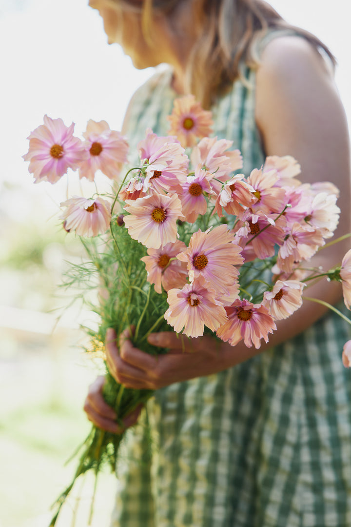 Cosmos Apricotta Flower | X 30 Seeds