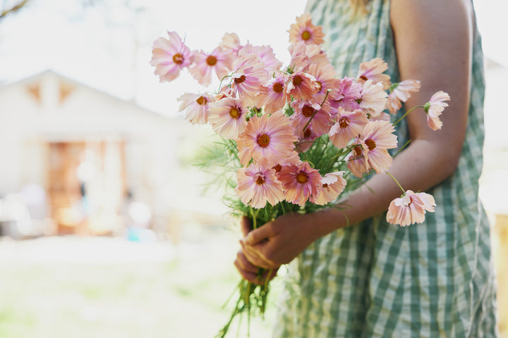 Cosmos Apricotta Flower | X 30 Seeds