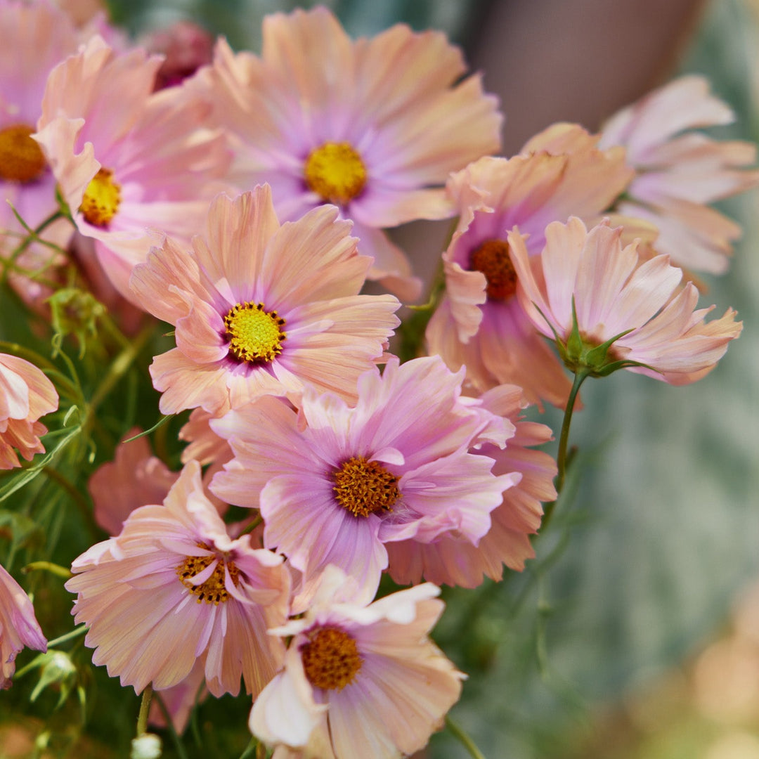 Cosmos Apricotta Flower | X 30 Seeds