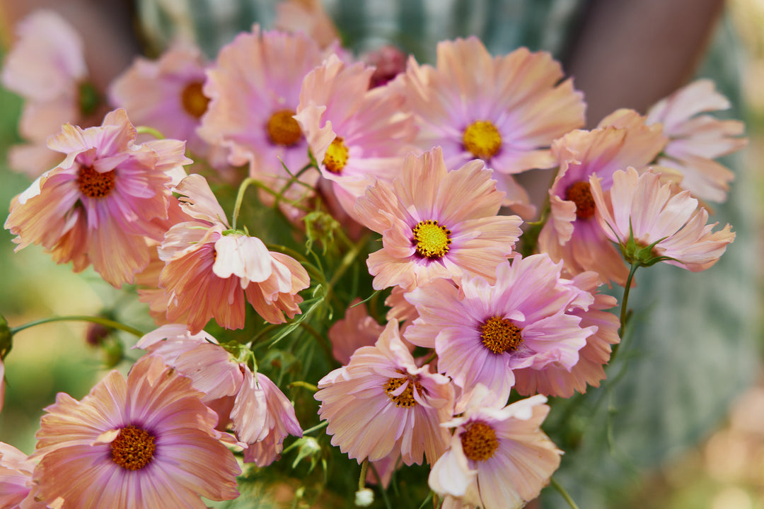 Cosmos Apricotta Flower | X 30 Seeds