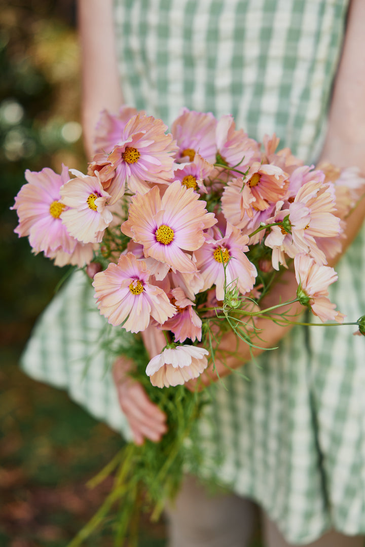 Cosmos Apricotta Flower | X 30 Seeds