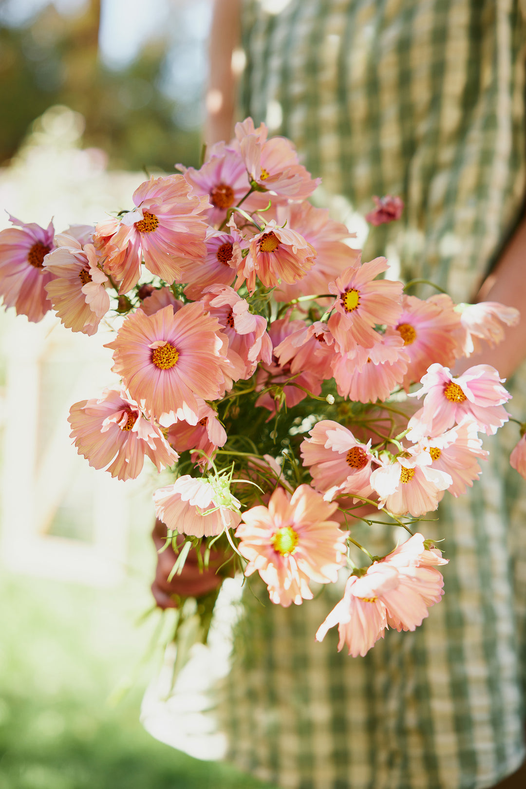 Cosmos Apricotta Flower | X 30 Seeds
